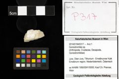 Foto (Objekt + Etiketten) von Goniodromites sp. 